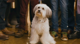 0222_pudsey.the.dog.the.movie.2014.tr.dvdrip.xvid.oped.avi_s_lq9b.png