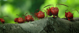 1742_vlcsnap_2014_08_12_08h50m24s101_lvow.png