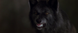 1983_vlcsnap_2016_01_11_11h52m48s185_n48y.png
