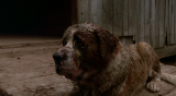 5510_cujo.1983.bluray.720p.dual.oped.mkv_snapshot_00.52.47___026g.png