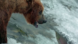 8169_bears.2014.brrip.xvid.oped.avi_snapshot_01.02.43__2014._xter.png